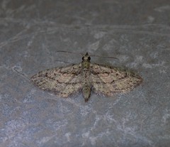 Eupithecia longidens