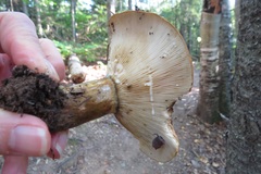 Lactarius sordidus