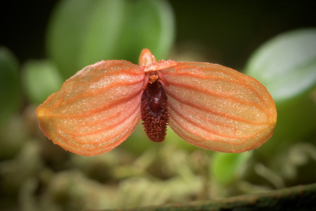 Macrocaulia