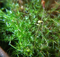 Leptobryum pyriforme