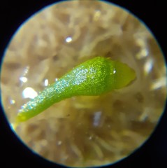 Leptobryum pyriforme