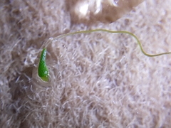 Leptobryum pyriforme