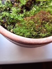 Leptobryum pyriforme