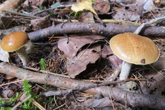 Suillus subalutaceus