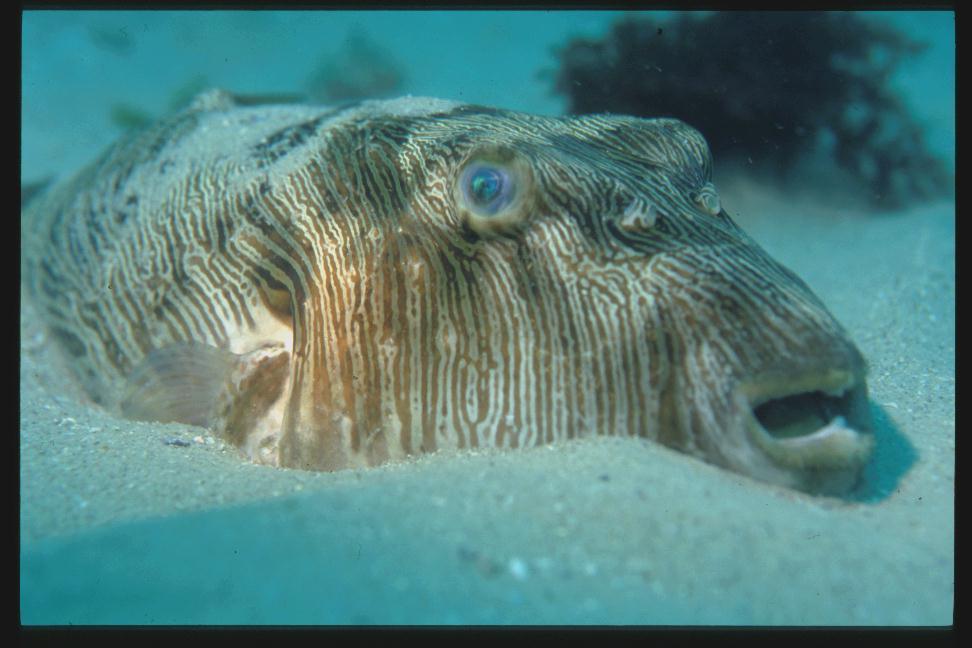 Feroxodon