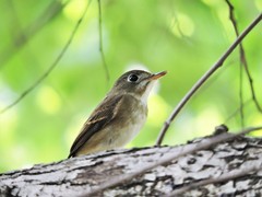 Muscicapa muttui