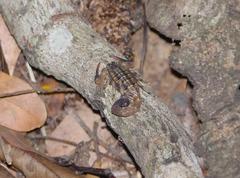 Uroplectes formosus