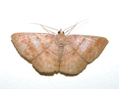 Petelia medardaria
