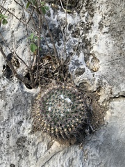 Mammillaria chionocephala