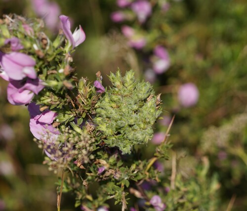Aceria ononidis