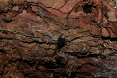 Lethaeus cribratissimus