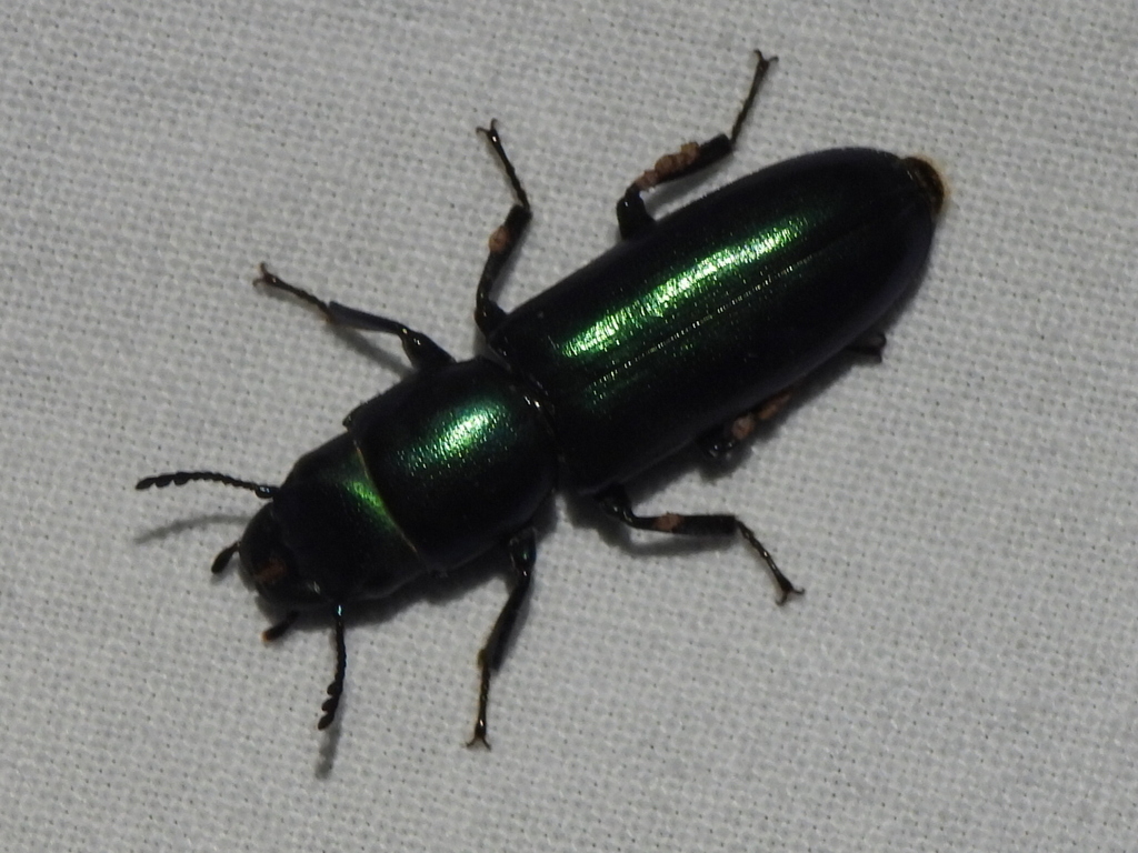Temnoscheila acuta