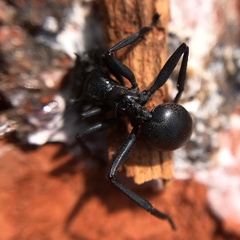 Cephalotes atratus