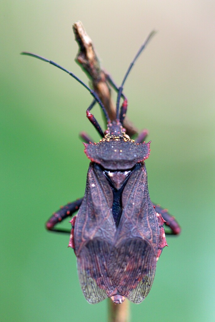 Piezogaster dilatatus