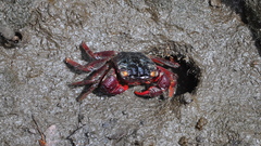 Parasesarma guttatum