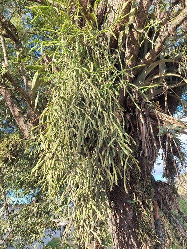 Rhipsalis trigona, photograph 5