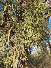 Rhipsalis trigona, photograph (c) Jefferson Ferreira, some rights reserved (CC BY)