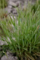 Alopecurus carolinianus