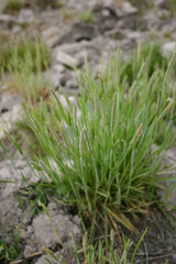 Alopecurus carolinianus