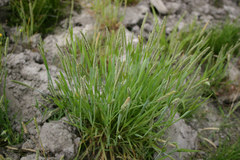 Alopecurus carolinianus