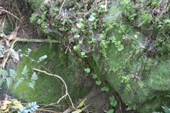 Muehlenbeckia australis