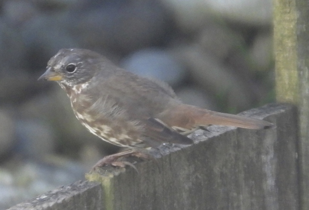 Sooty Fox-sparrow