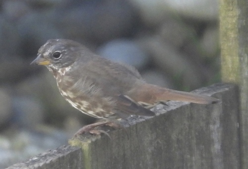 Sooty Fox-sparrow