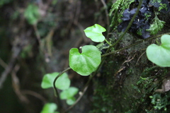 Muehlenbeckia australis
