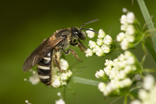 Lasioglossum oppositum