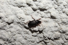 Calathus fuscipes graecus