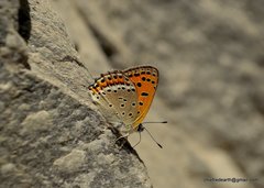 Lycaena panava