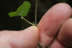 Muehlenbeckia australis
