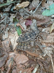 Thoropa miliaris