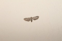 Eupithecia ultimaria
