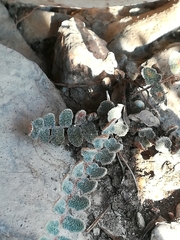 Astrolepis integerrima