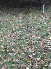 Sciurus carolinensis