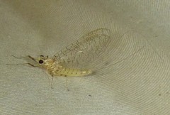 Maccaffertium mediopunctatum