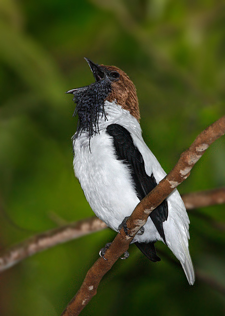 Bearded Bellbird photo