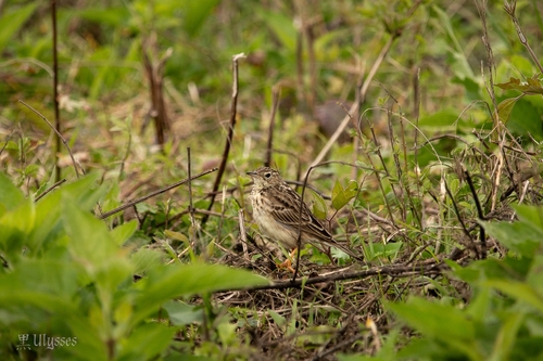 Yellowish Pipit (Anthus chii), photo 2