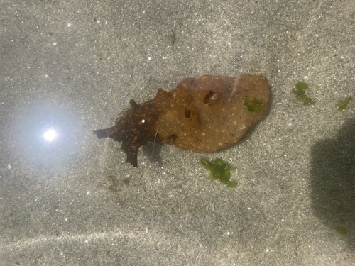 Aplysia depilans