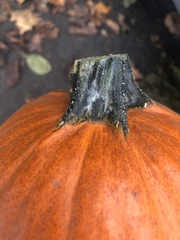 Fungi