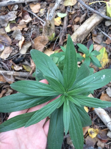 Lithospermum officinale iNat (2)