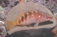 Hypoplectrodes maccullochi