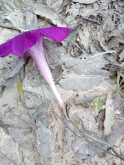 Ipomoea elongata