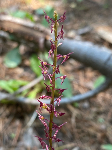 Cochise adder's-mouth orchid (Tamayorkis porphyrea)