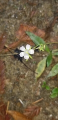 Moehringia lateriflora
