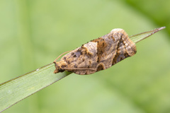 Neocalyptis affinisana