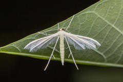 Pterophorus lacteipennis