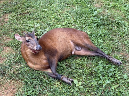 Cephalophus dorsalis castaneus