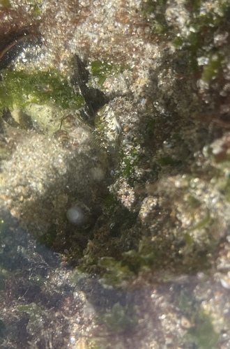 Lipophrys pholis